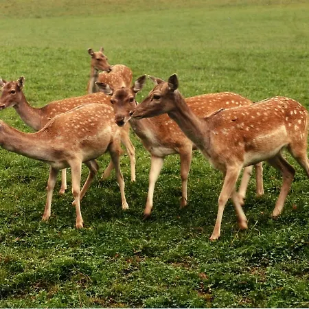 אורחן Hofbauer Breitenau am Hochlantsch