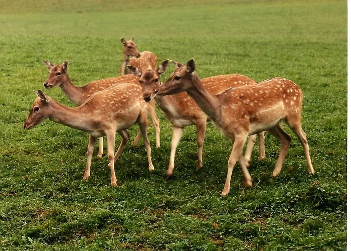 Fogadó Hofbauer Breitenau am Hochlantsch